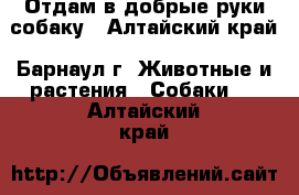 Отдам в добрые руки собаку - Алтайский край, Барнаул г. Животные и растения » Собаки   . Алтайский край